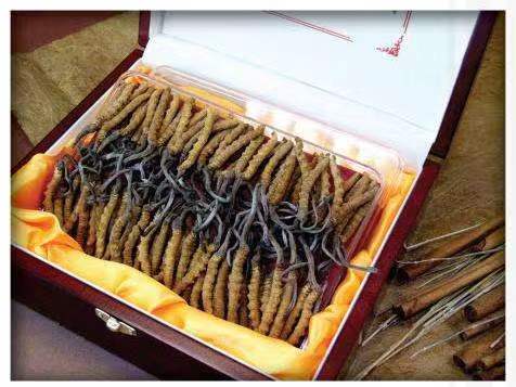 卫滨冬虫夏草回收